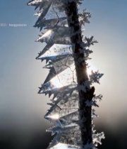  冬日树枝冰霜特写5080#竖屏 	 