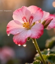  带水珠的粉色花卉特写4458#竖屏 	 