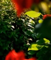  带水珠的红玫瑰特写5772#竖屏 	 