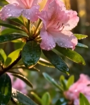  带水珠的粉色杜鹃花特写(1)1564#竖屏 	 