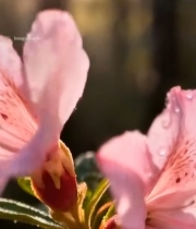  带水珠的粉色杜鹃花特写(2)5281#竖屏 	 