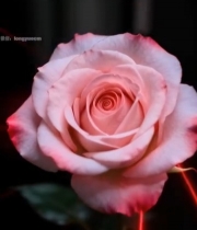  带红色光线的粉色玫瑰花916#竖屏 	 