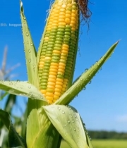  带露水玉米近景特写2063#竖屏 	 