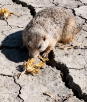  地面上的啮齿动物觅食画面4293#竖屏 	 