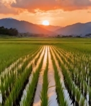  稻田夕阳自然风光素材5795#竖屏 	 