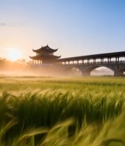  稻田古风建筑日出景色(1)3262#竖屏 	 