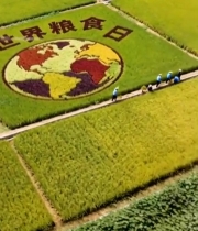  稻田世界粮食日图案俯拍画面1135#竖屏 	 