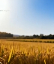  稻田稻谷浇水特写素材1997#竖屏 	 