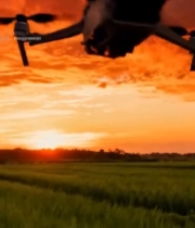  稻田上空夕阳下的无人机571#竖屏 	 