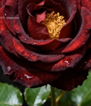  带水珠的深红色玫瑰花特写1204#竖屏 	 