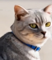  戴蓝项圈的灰色折耳猫特写7291#竖屏 	 