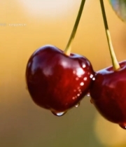  带水珠红樱桃特写7673#竖屏 	 