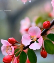  带雨露的粉色海棠花特写481#竖屏 	 