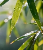  带水珠的竹叶特写(1)7257#竖屏 	 