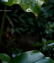  带水珠的绿色植物叶片特写188#竖屏 	 