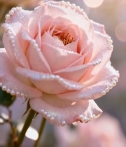  带珍珠装饰的粉色玫瑰花2258#竖屏 	 