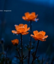  带水珠的橙色小花特写7886#竖屏 	 