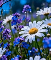  带水珠花卉特写5185#竖屏 	 