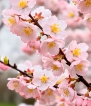  带水珠的粉色樱花特写6838#竖屏 	 