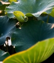  带水珠的荷叶特写(1)4602#竖屏 	 