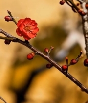  带水珠的红色梅花特写1073#竖屏 	 