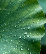  带水珠的荷叶特写3671#竖屏 	 