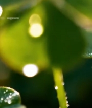  带露珠的四叶草特写129#竖屏 	 