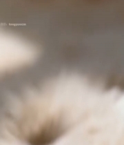  带水珠白色花朵特写(1)3697#竖屏 	 