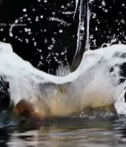  大鱼跃出水面特写6413#竖屏 	 