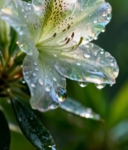  带露珠的白色花朵特写2218#竖屏 	 