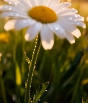  带露珠雏菊的草地风光4180#竖屏 	 