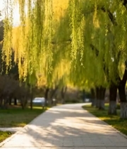  春日垂柳下的林荫小道1687#竖屏 	 