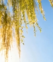  春日垂柳特写537#竖屏 	 