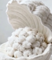  打开的棉花果实特写7237#竖屏 	 