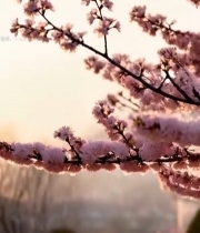  春日绽放的粉色桃花特写(1)5310#竖屏 	 