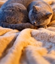  床上熟睡的猫咪1238#竖屏 	 