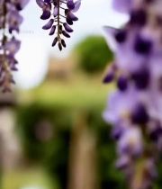  垂挂紫藤花特写6543#竖屏 	 