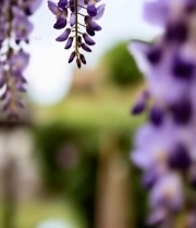  垂挂紫藤花特写6543#竖屏 	 