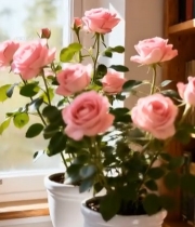  窗边书架旁的粉色月季花盆栽772#竖屏 	 