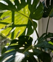  窗边龟背竹绿植特写3088#竖屏 	 