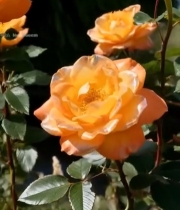  橙色月季花特写3258#竖屏 	 