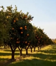  橙子果园全景1279#竖屏 	 