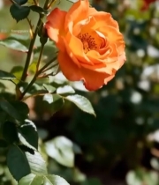  橙色玫瑰花特写3374#竖屏 	 