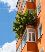  橙色居民楼绿植阳台特写6593#竖屏 	 