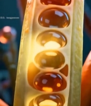  橙色果实微距特写画面4765#竖屏 	 