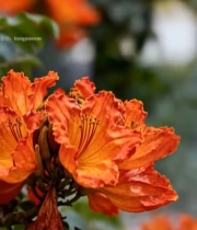  橙红色花朵特写3522#竖屏 	 