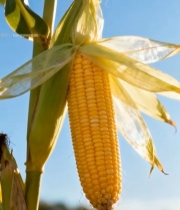  成熟玉米特写(2)2011#竖屏 	 