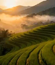  晨曦中的梯田自然风光6418#竖屏 	 