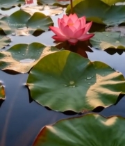  晨光下湖面的荷花荷叶5547#竖屏 	 