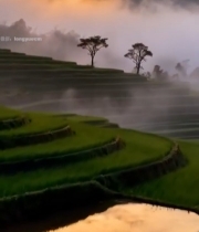  晨曦中云雾缭绕的梯田风光7757#竖屏 	 